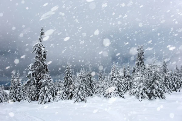 Schneebedeckte Tannen Winterwald Bei Schneefall Schneeflocken Und Weihnachtskonzept — Stockfoto