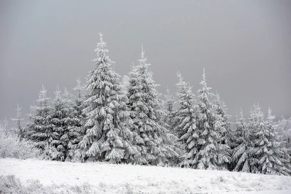 Erstaunliche Winterlandschaft Mit Schneebedecktem Tannenwald — Stockfoto