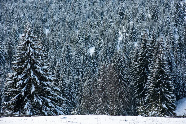 Niesamowity Zimowy Krajobraz Pokrytą Śniegiem Jodłą Lasem — Zdjęcie stockowe