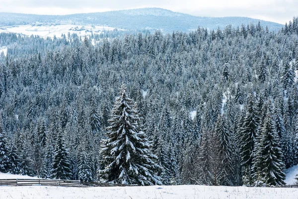 Winterbäume Schneebedeckten Bergen — Stockfoto