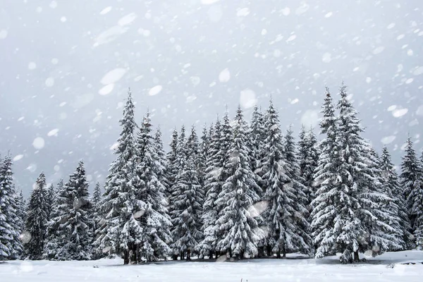 Schneebedeckte Tannen Winterwald Bei Schneefall Schneeflocken Und Weihnachtskonzept — Stockfoto