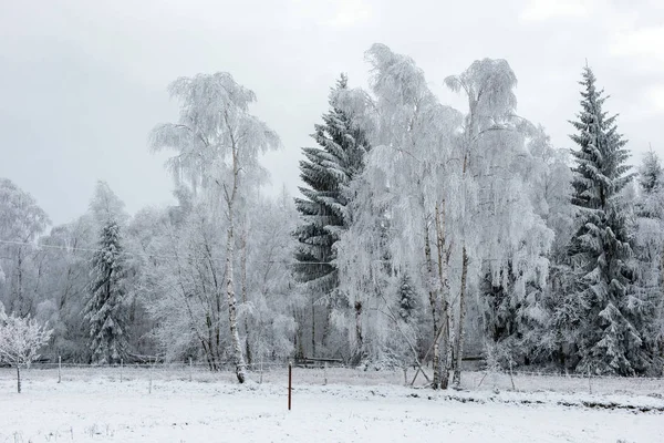 Primeira Neve Floresta Rime Hoarfrost Cobrindo Natureza Árvores Plantas — Fotografia de Stock