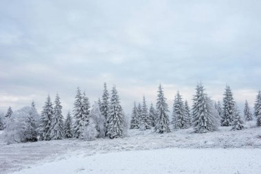 Karla kaplı çam ve köknar ağaçlarıyla kışın manzarası. Noel konsepti
