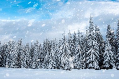 Kar yağışı, kış ormandaki karlı köknar ağaçları. Kar taneleri ve Noel kavramı