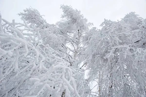 Zimą Drzewa Pokryte Szronu Rym Śnieg — Zdjęcie stockowe