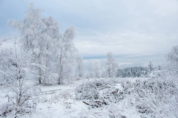 Árboles Invierno Cubiertos Escarcha Rima Nieve — Foto de Stock