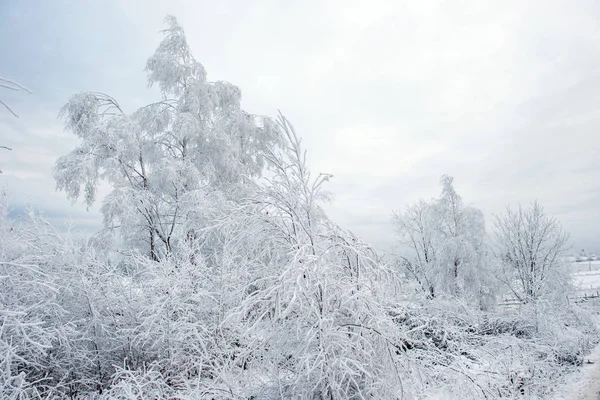 Winterbäume Mit Raureif Reif Und Schnee Bedeckt — Stockfoto