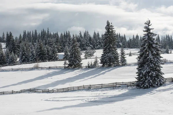 Paisaje Invernal Con Pinos Cubiertos Nieve Abetos Concepto Navidad — Foto de Stock