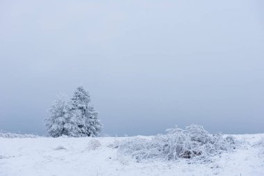 Karla kaplı çam ve köknar ağaçlarıyla kışın manzarası. Noel konsepti