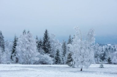 İlk kar ormanın içinde. İn rime'ı ve doğa, ağaçlar ve bitkiler kapsayan hoarfrost