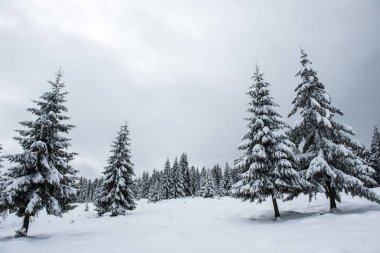 Noel ağaçları peri kış manzarası kar ile kaplı
