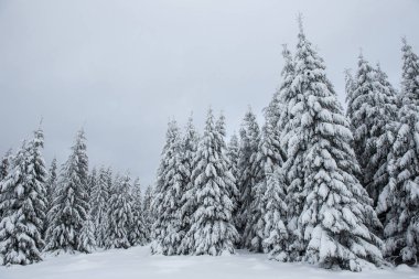 Dağlarda kar ve karla kaplı ağaçlar