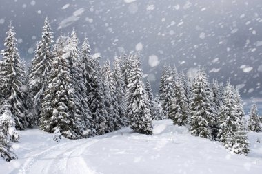 Kar yağışı, kış ormandaki karlı köknar ağaçları. Kar taneleri ve Noel kavramı
