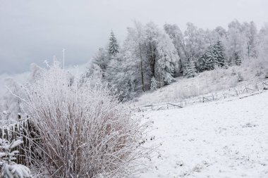 İlk kar ormanın içinde. İn rime'ı ve doğa, ağaçlar ve bitkiler kapsayan hoarfrost