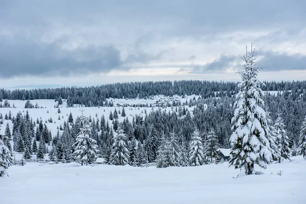 Stromy Pokryté Chrastí Sněhem Horách — Stock fotografie