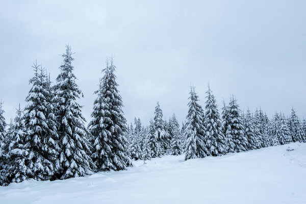 Christmas background, scenic snow covered forest in winter 