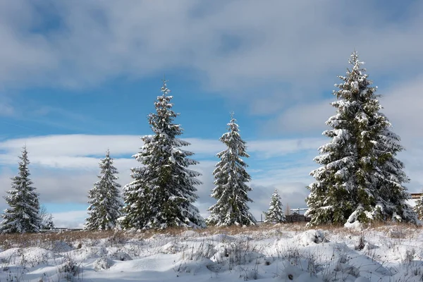 Märchenhafte Winterlandschaft Mit Schneebedeckten Weihnachtsbäumen — Stockfoto