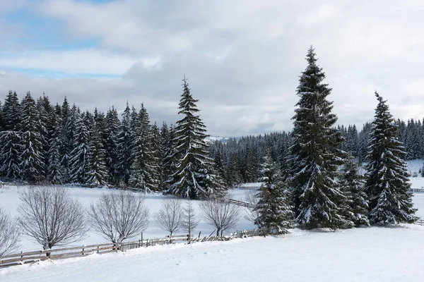 Noel Ağaçları Peri Kış Manzarası Kar Ile Kaplı — Stok fotoğraf