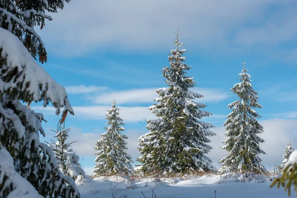 Vinterlandskap Med Snötäckta Tallar Och Granar Julkoncept — Stockfoto
