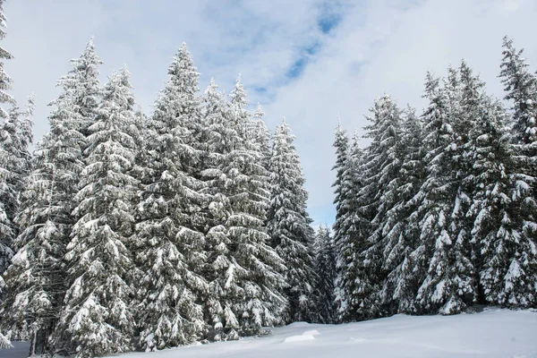 圣诞节背景下有雪杉木树 壮观的冬天风景 — 图库照片