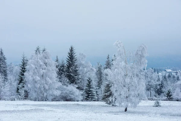 Πρώτο Χιόνι Στο Δάσος Πάχνη Και Παγετός Καλύπτοντας Φύση Δέντρα — Φωτογραφία Αρχείου