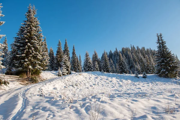 Weihnachten Hintergrund Malerischen Schneebedeckten Wald Winter — Stockfoto