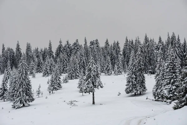 Paisaje Invierno Hadas Con Árboles Navidad Cubiertos Nieve — Foto de Stock