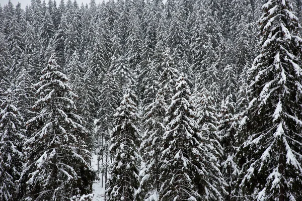 Weihnachten Hintergrund Malerischen Schneebedeckten Wald Winter — Stockfoto