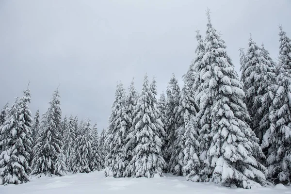 山の中の霜や雪に覆われた木 — ストック写真