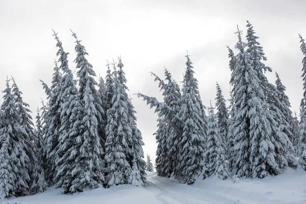Fundo Natal Floresta Coberta Neve Cênica Inverno — Fotografia de Stock