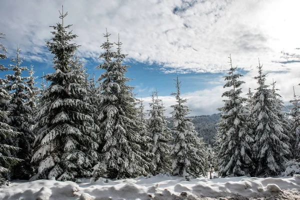 冬季景观雪地覆盖松树和冷杉树 圣诞节的概念 — 图库照片