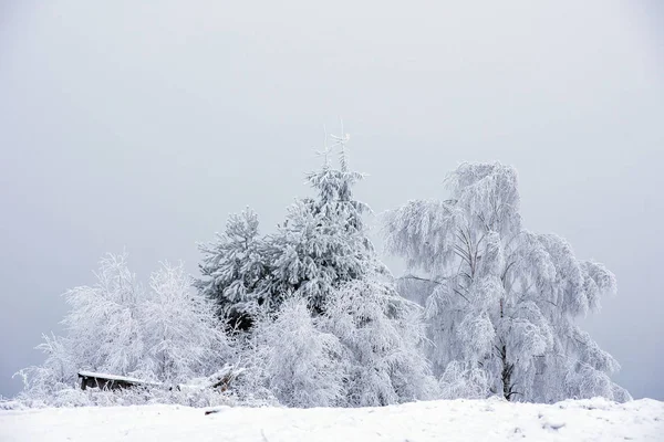 童话冬天风景与雪盖的圣诞树 — 图库照片