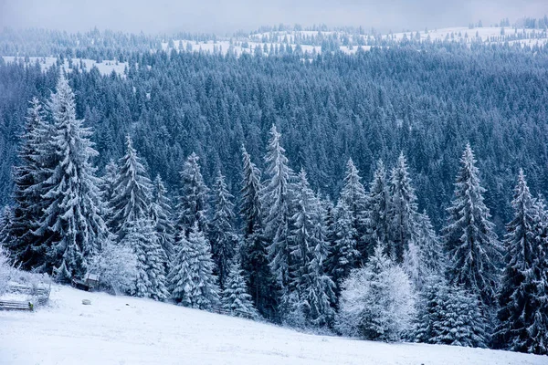 Vánoční Pozadí Zasněžené Jedle Úžasné Zimní Krajina — Stock fotografie