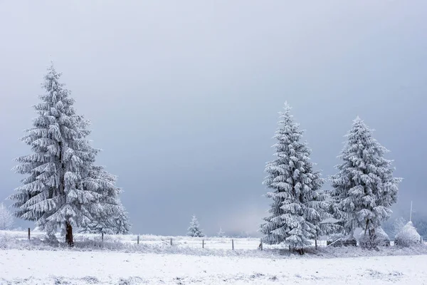 Paisagem Inverno Com Pinheiros Cobertos Neve Abetos Conceito Natal — Fotografia de Stock
