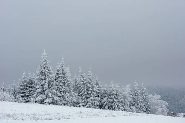 Fondo Navidad Con Abetos Nevados Increíble Paisaje Invierno — Foto de Stock