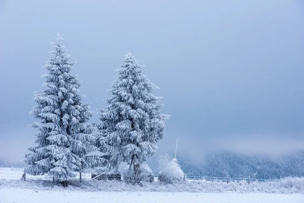 Zimní Krajina Sněhová Víla Zahrnuty Vánoční Stromky — Stock fotografie