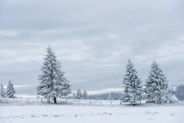 Paisagem Inverno Fada Com Árvores Natal Cobertas Neve — Fotografia de Stock