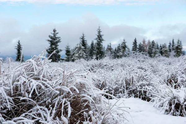 Zimowy Krajobraz Pokrytą Śniegiem Sosną Jodłami Koncepcja Świąteczna — Zdjęcie stockowe