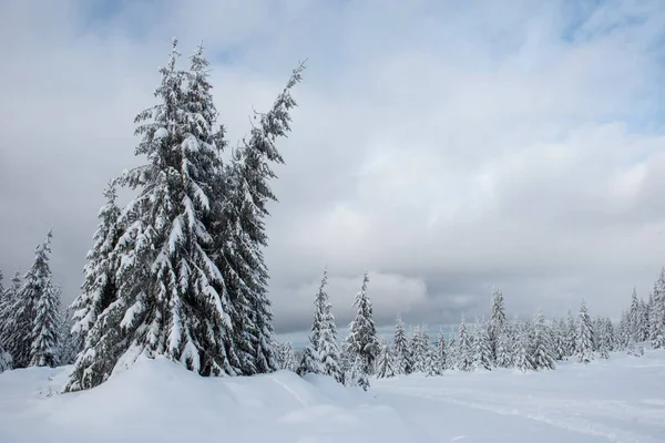 Christmas Background Scenic Snow Covered Forest Winter Stock Picture