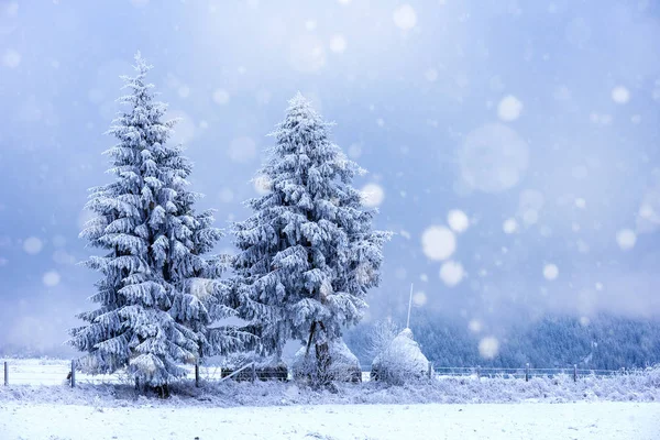 Vinterlandskap Med Snöiga Träd Och Snöflingor Julkoncept — Stockfoto