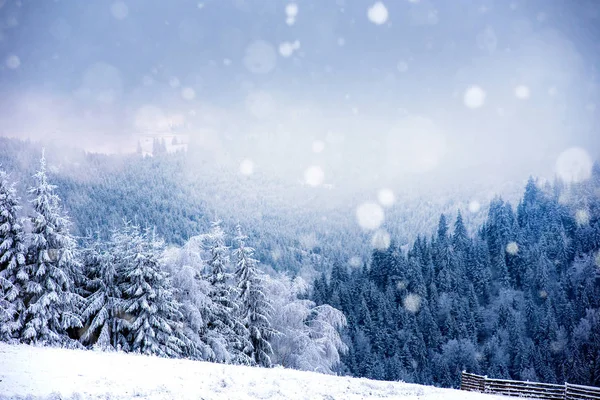 モミの木と雪の妖精の冬の風景 クリスマスのご挨拶コンセプト — ストック写真