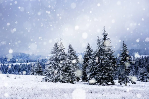 Paisagem Inverno Com Árvores Nevadas Flocos Neve Conceito Natal — Fotografia de Stock