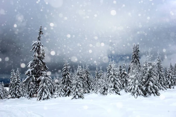 積雪のモミの木と大雪のクリスマス背景 — ストック写真