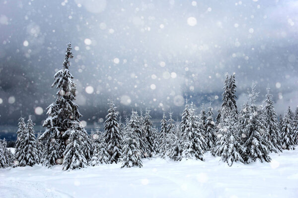 Christmas background with snowy fir trees and heavy snowfall