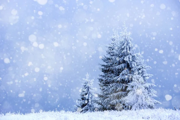 積雪のモミの木と大雪のクリスマス背景 — ストック写真