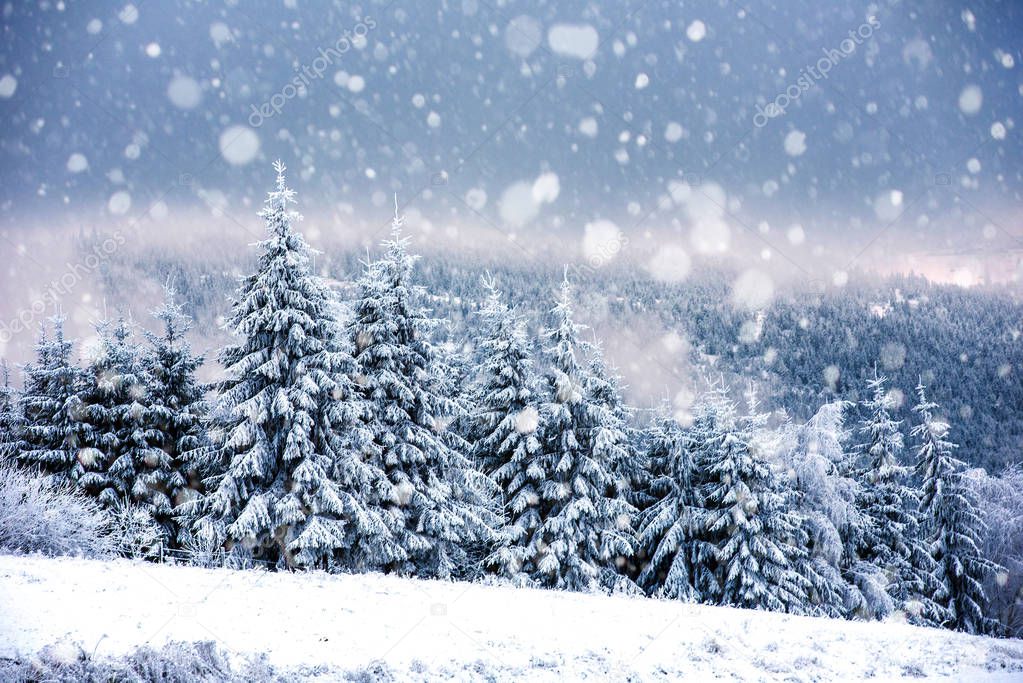 Fairy winter landscape with fir trees and snowfall. Christmas greetings concept