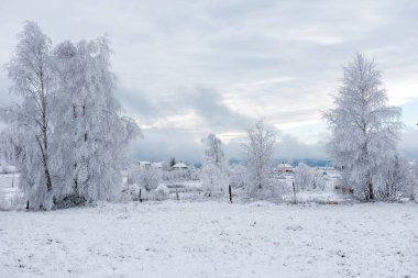 İlk kar ormanın içinde. İn rime'ı ve doğa, ağaçlar ve bitkiler kapsayan hoarfrost