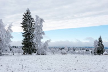 İlk kar ormanın içinde. İn rime'ı ve doğa, ağaçlar ve bitkiler kapsayan hoarfrost