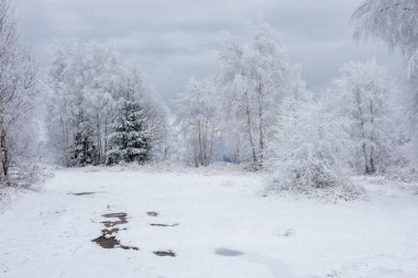 İlk kar ormanın içinde. İn rime'ı ve doğa, ağaçlar ve bitkiler kapsayan hoarfrost