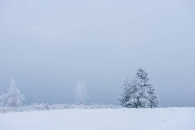 Karla kaplı firavun ağaçları ve dağlarda buzullar.